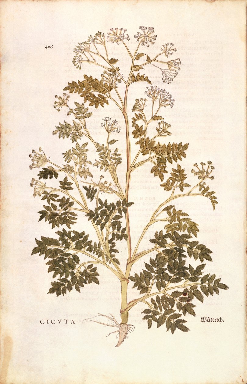 Cykuta - Conium maculatum (Cicuta) Leonharta Fuchsa z De historia stirpium commentarii insignes (Wybitne komentarze do historii roślin), grawerowanie barwne autorstwa Leonhard Fuchs
