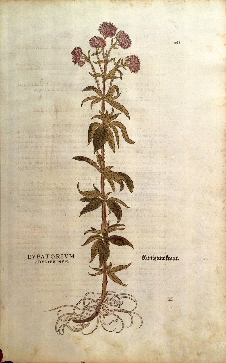 Konopie rzepikowe - Eupatorium cannabinum (Eupatorium adulterinum) Leonharta Fuchsa z De historia stirpium commentarii insignes (Wybitne komentarze do historii roślin), grawerowanie barwne autorstwa Leonhard Fuchs