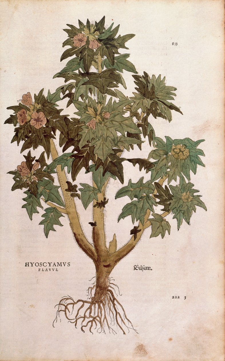 Henbane - Hyoscyamus niger (Hyoscyamus flavus ) Leonharta Fuchsa z De historia stirpium commentarii insignes (Wybitne komentarze do historii roślin) grawerowanie kolorowe autorstwa Leonhard Fuchs