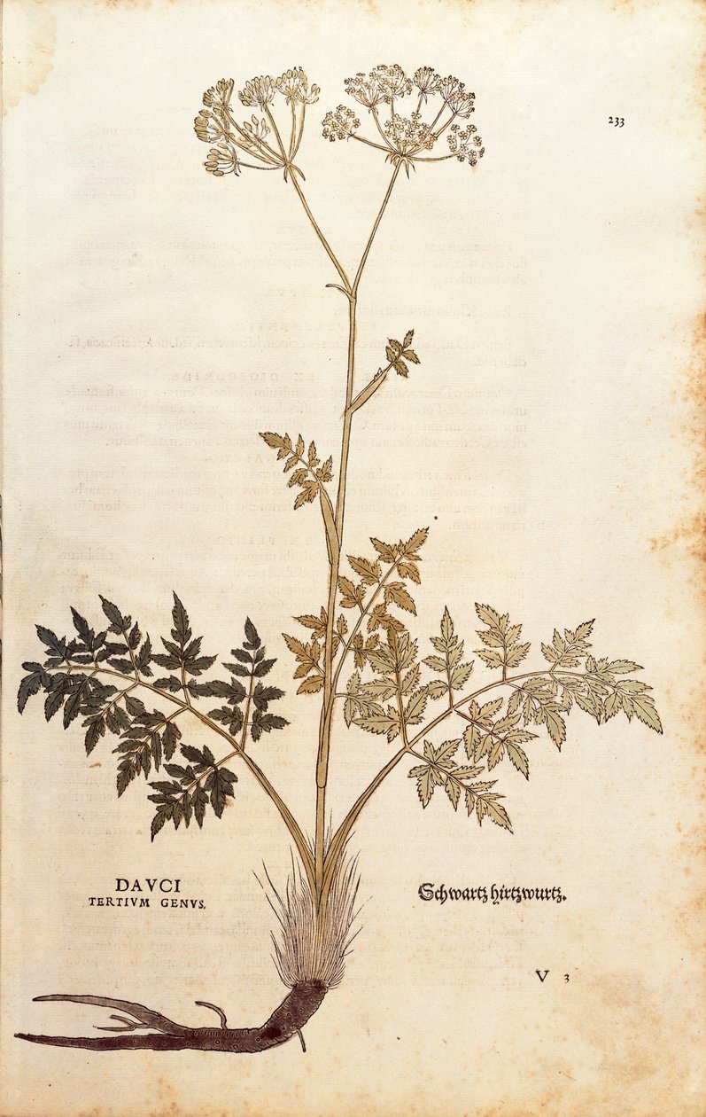 Koper wieprzowy - Peucedanum cervaria (Dauci tertium rodzaj) Leonharta Fuchsa z De historia stirpium commentarii insignes (Wybitne komentarze do historii roślin) barwny grawerunek autorstwa Leonhard Fuchs