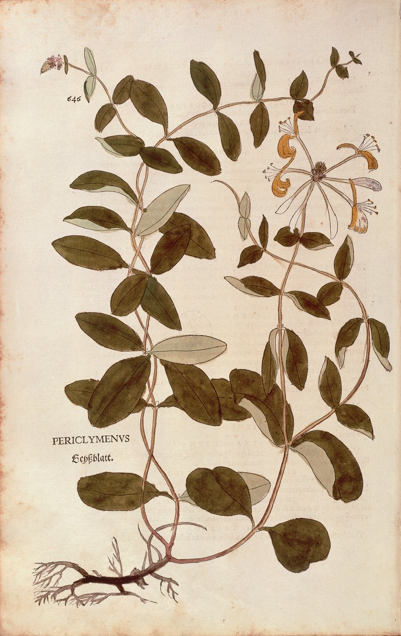 Wiciokrzew (Lonicera periclymenum) Leonharta Fuchsa z De historia stirpium commentarii insignes (Wybitne komentarze do historii roślin), grawerowanie barwne autorstwa Leonhard Fuchs