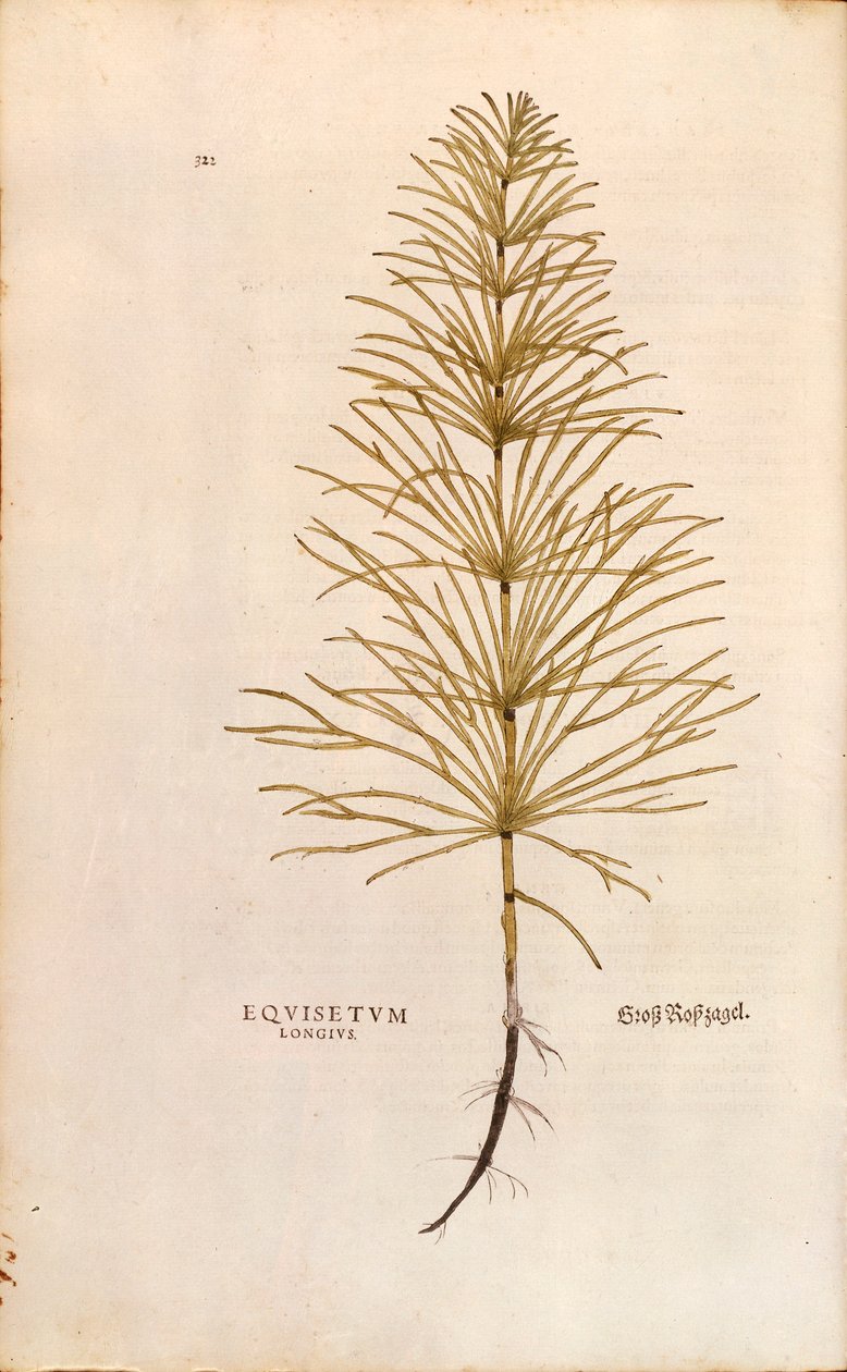 Skrzyp polny - Skrzyp polny (Equisetum arvense) Leonharta Fuchsa z Historii roślin (Wybitne komentarze do historii roślin), grawer kolorowy autorstwa Leonhard Fuchs