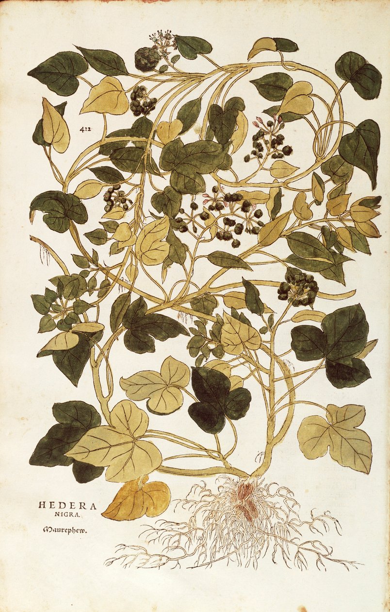 Bluszcz (Hedera helix nigra aurea) Leonharta Fuchsa z De historia stirpium commentarii insignes (Wybitne komentarze do historii roślin), grawerowanie barwne autorstwa Leonhard Fuchs