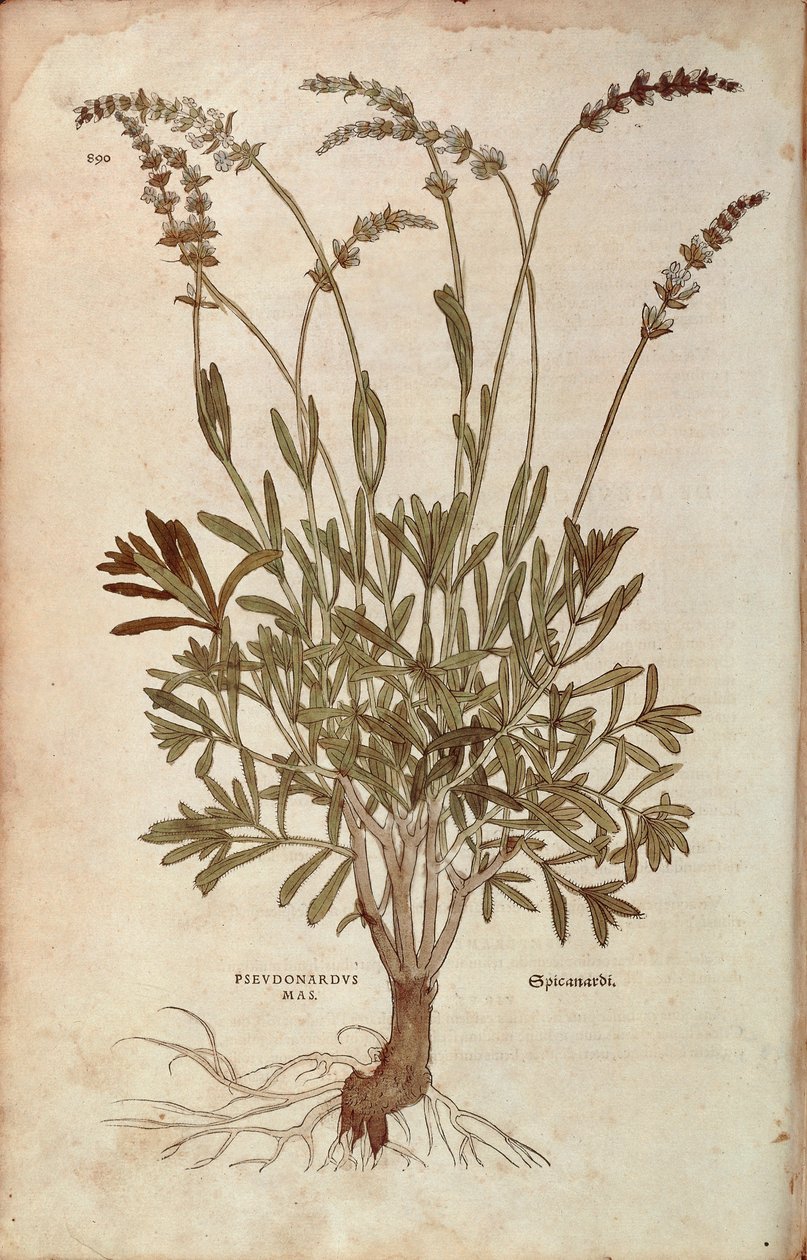 Lawenda - Lavandula spica (Pseudonardus mas) Leonharta Fuchsa z De historia stirpium commentarii insignes (Wybitne komentarze do historii roślin), kolorowy grawer autorstwa Leonhard Fuchs