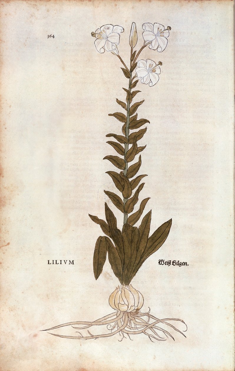 Lilia (Lilium) Leonharta Fuchsa z De historia stirpium commentarii insignes (Wybitne komentarze do historii roślin), grawerowana kolorowo autorstwa Leonhard Fuchs