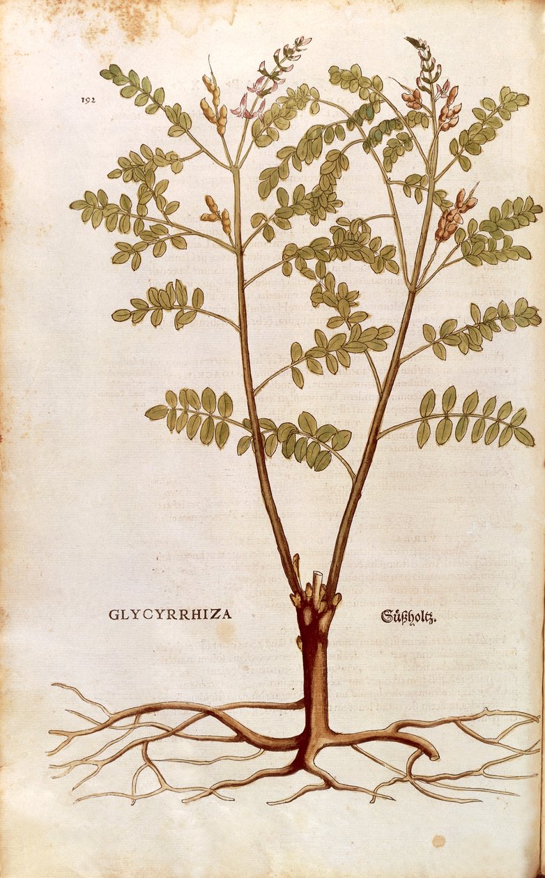 Lukrecja lub lukrecja (Glycyrrhiza glabra) Leonharta Fuchsa z De historia stirpium commentarii insignes (Wybitne komentarze do historii roślin) kolorowy grawerunek autorstwa Leonhard Fuchs