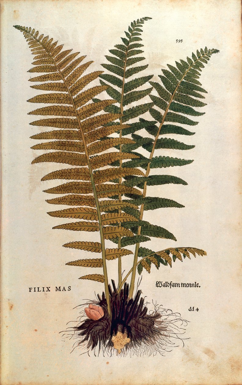 Samiec paproci (Dryopteris filix-mas) Leonharta Fuchsa z De historia stirpium commentarii insignes (Notable Comments on the History of Plants) barwny grawerunek autorstwa Leonhard Fuchs