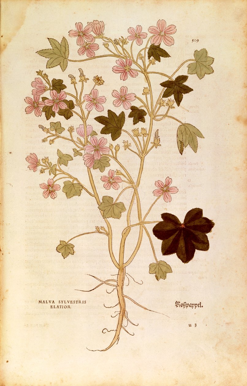 Mallow (Malva sylvestris elatior) Leonharta Fuchsa z De historia stirpium commentarii insignes (Wybitne komentarze do historii roślin), grawerowanie barwne autorstwa Leonhard Fuchs