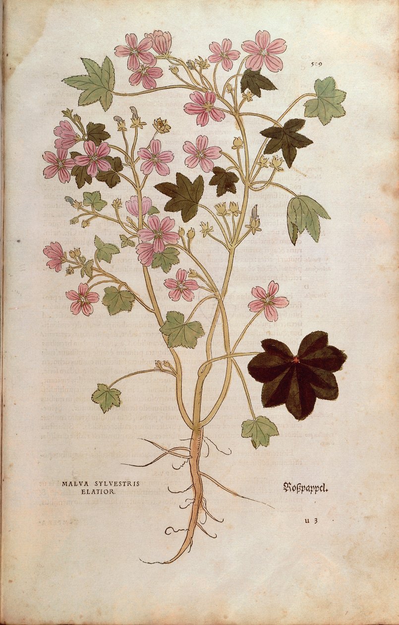 Mallow (Malva sylvestris elatior) Leonharta Fuchsa z De historia stirpium commentarii insignes (Wybitne komentarze do historii roślin), grawerowanie barwne autorstwa Leonhard Fuchs