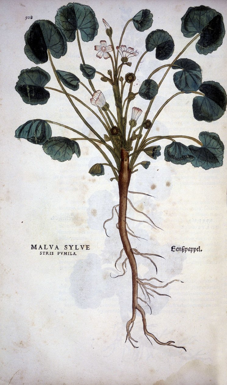 Malva Sylvestre (Great Purple) – w „Historii zrozumienia rasowego” Leonharta Fuchsa autorstwa Leonhard Fuchs