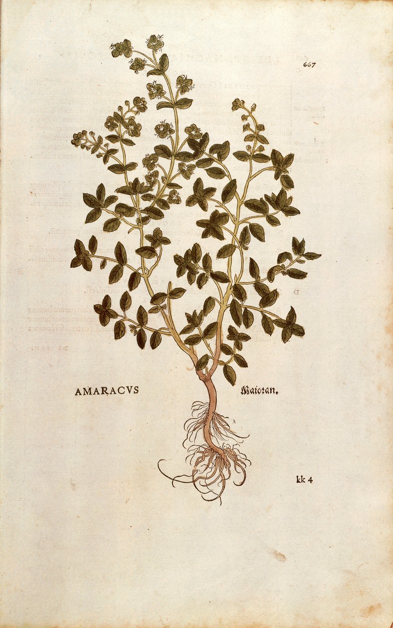 Majeranek - Origanum majorana (Amaracus) Leonharta Fuchsa z De historia stirpium commentarii insignes (Wybitne komentarze do historii roślin) kolorowy grawerunek autorstwa Leonhard Fuchs