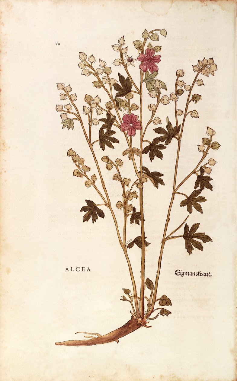 Marshmallow - Althaea Leonharta Fuchsa z De historia stirpium commentarii insignes (Wybitne komentarze do historii roślin) grawerowanie kolorowe autorstwa Leonhard Fuchs