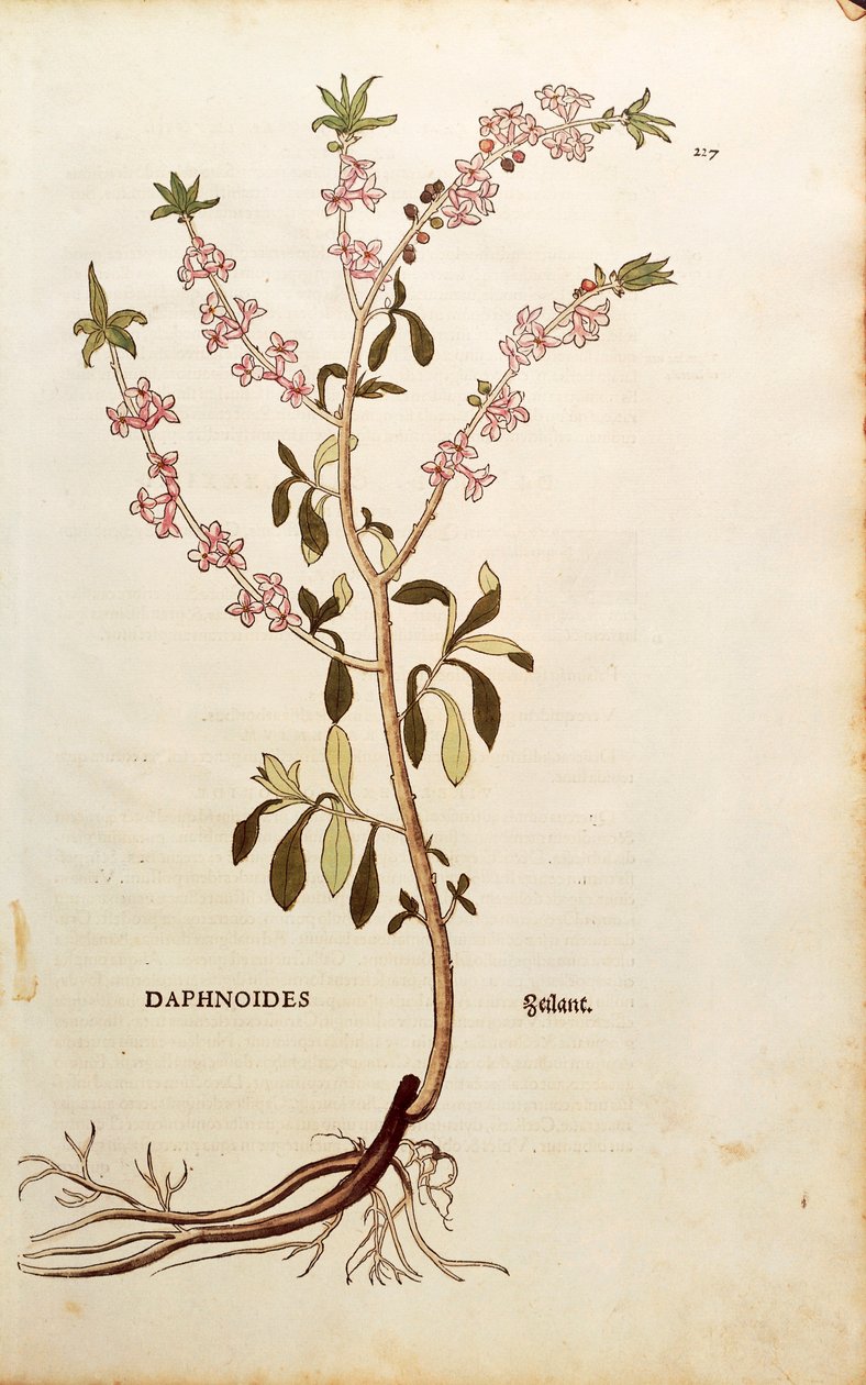 Mezereon - Daphne mezereum (Daphnoides) autorstwa Leonharta Fuchsa z De historia stirpium commentarii insignes (Wybitne komentarze do historii roślin), kolorowy grawer autorstwa Leonhard Fuchs