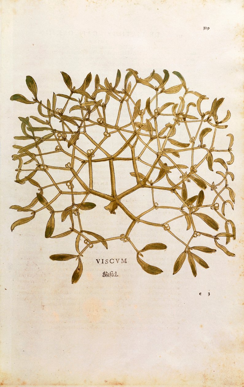 Jemioła (album Viscum) Leonharta Fuchsa z De historia stirpium commentarii insignes (Wybitne komentarze do historii roślin) grawerowana kolorowo autorstwa Leonhard Fuchs