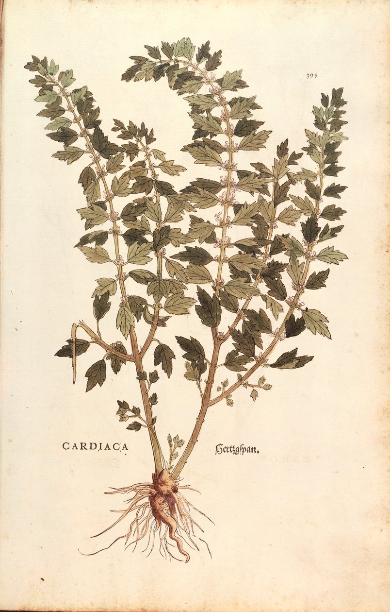 Kolorowa grawerunek: Motherwort (Leonuruscardia) Leonharta Fuchsa z De historia stirpium commentarii insignes (Notable Comments on the History of Plants) autorstwa Leonhard Fuchs