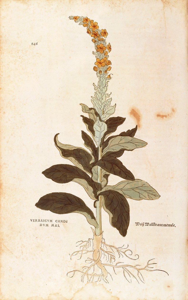 Dziewanna - Verbascum Thapsus (Verbasco candidum mas) Leonharta Fuchsa z De historia stirpium commentarii insignes (Wybitne komentarze do historii roślin), grawerowanie barwne autorstwa Leonhard Fuchs