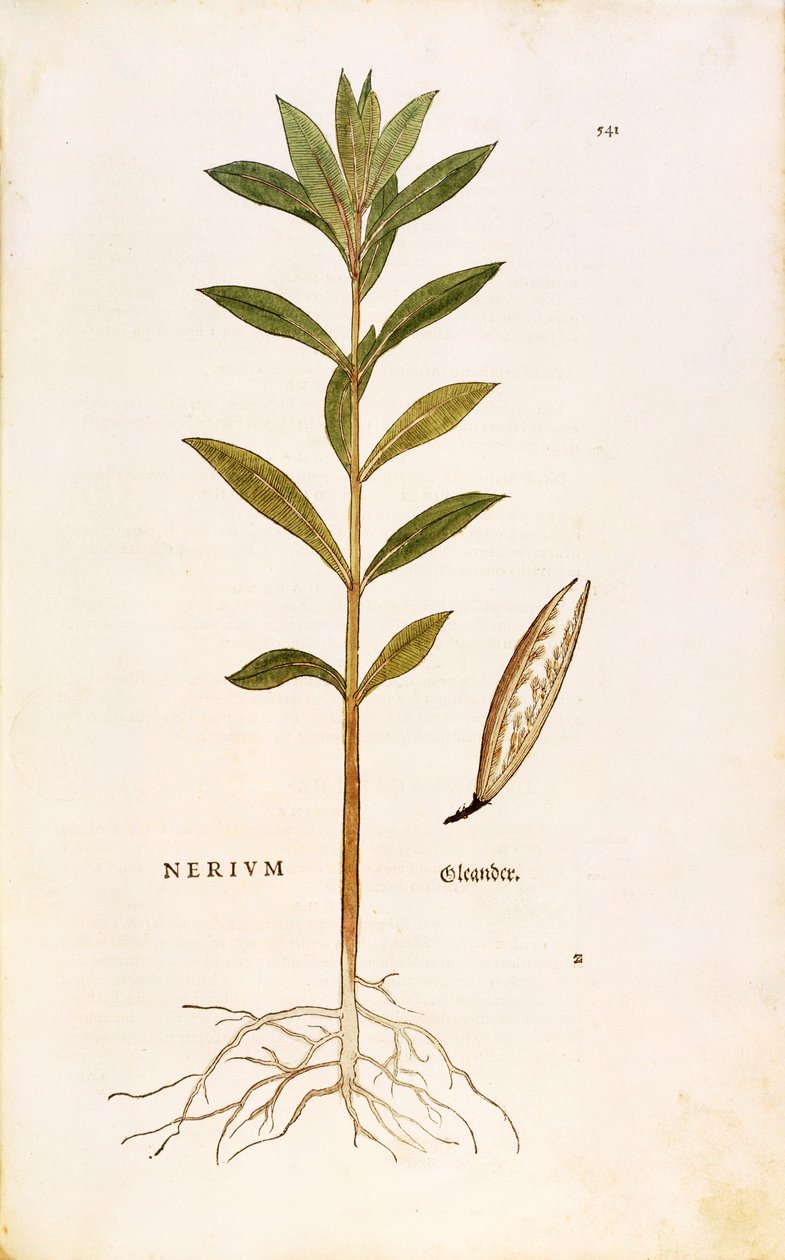 Oleander (Nerium oleander) – Leonhart Fuchs z De historia stirpium commentarii insignes (Wybitne komentarze do historii roślin), grawerowanie barwne autorstwa Leonhard Fuchs