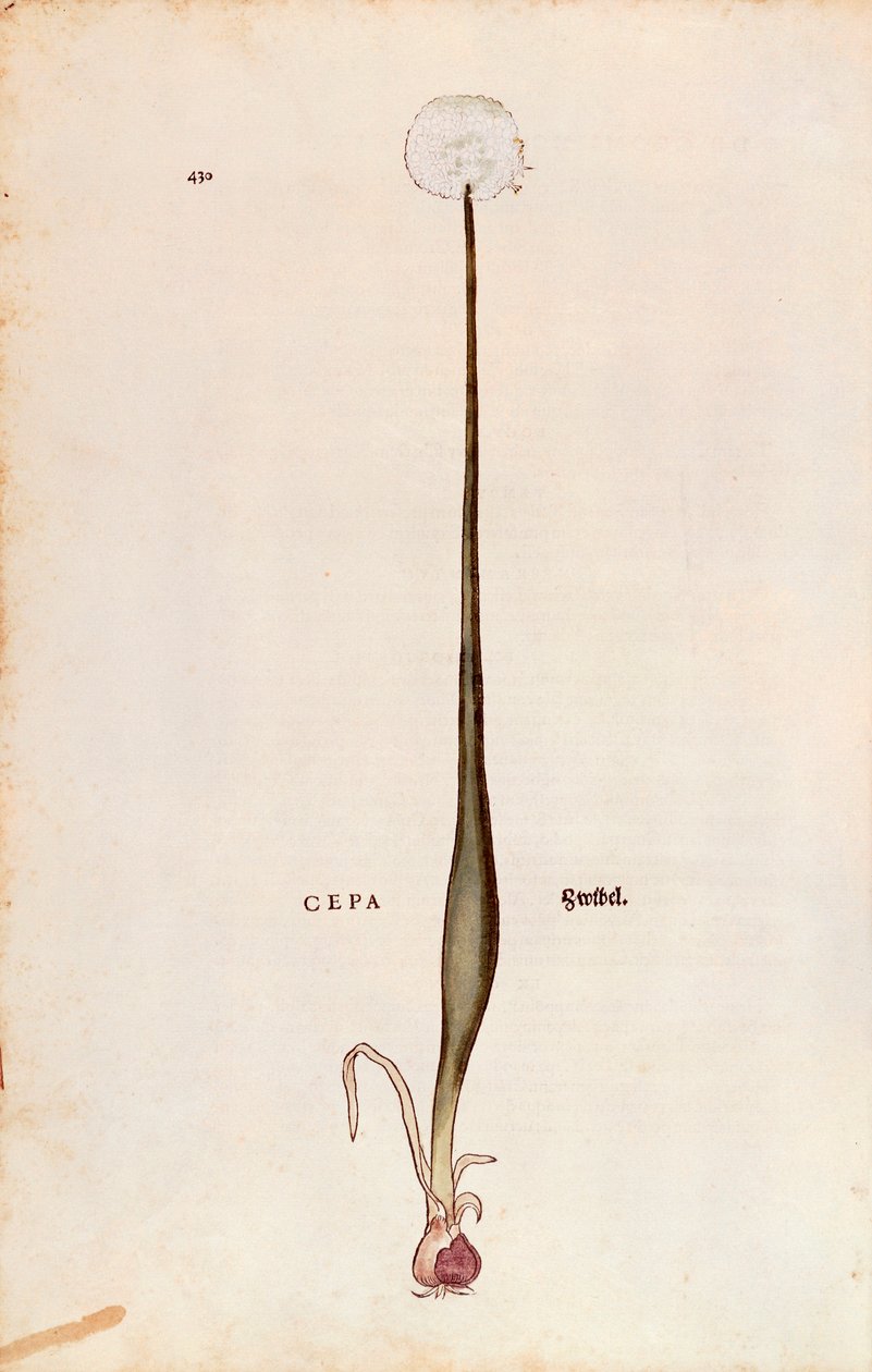 Cebula (Allium cepa) Leonharta Fuchsa z De historia stirpium commentarii insignes (Wybitne komentarze do historii roślin), grawerowana kolorowo autorstwa Leonhard Fuchs