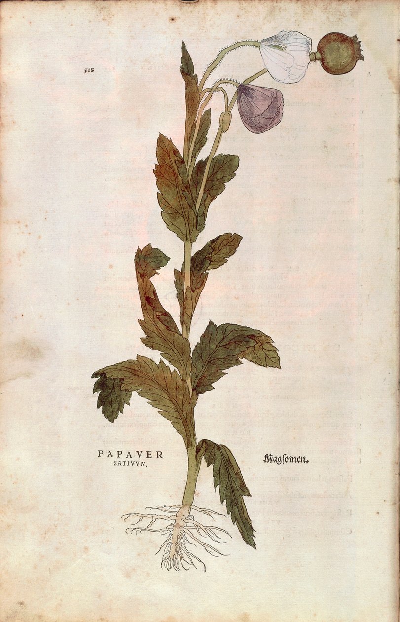 Mak lekarski - Papaver somniferum (Papaver satiuum) Leonharta Fuchsa z De historia stirpium commentarii insignes (Wybitne komentarze do historii roślin), grawerowanie barwne autorstwa Leonhard Fuchs