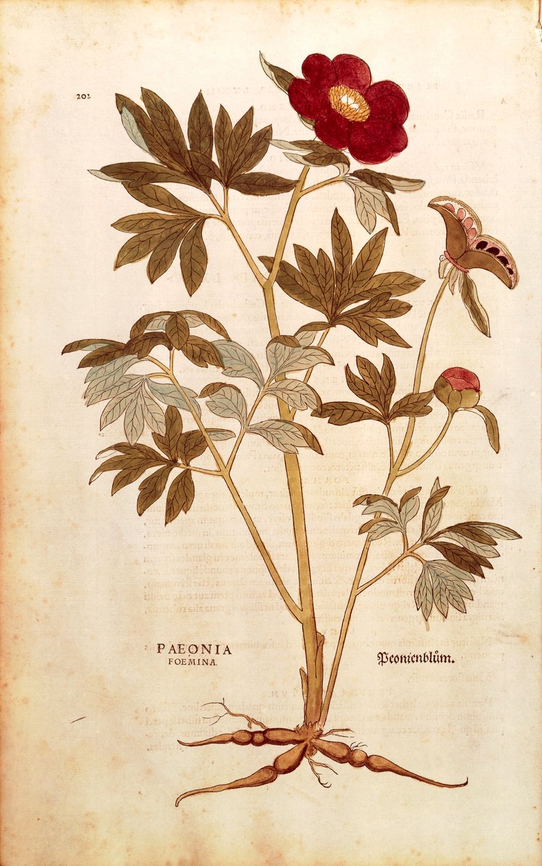 Piwonia - Paeonia officinalis (Paeonia foemina) Leonharta Fuchsa z De historia stirpium commentarii insignes (Wybitne komentarze do historii roślin), kolorowy grawer autorstwa Leonhard Fuchs