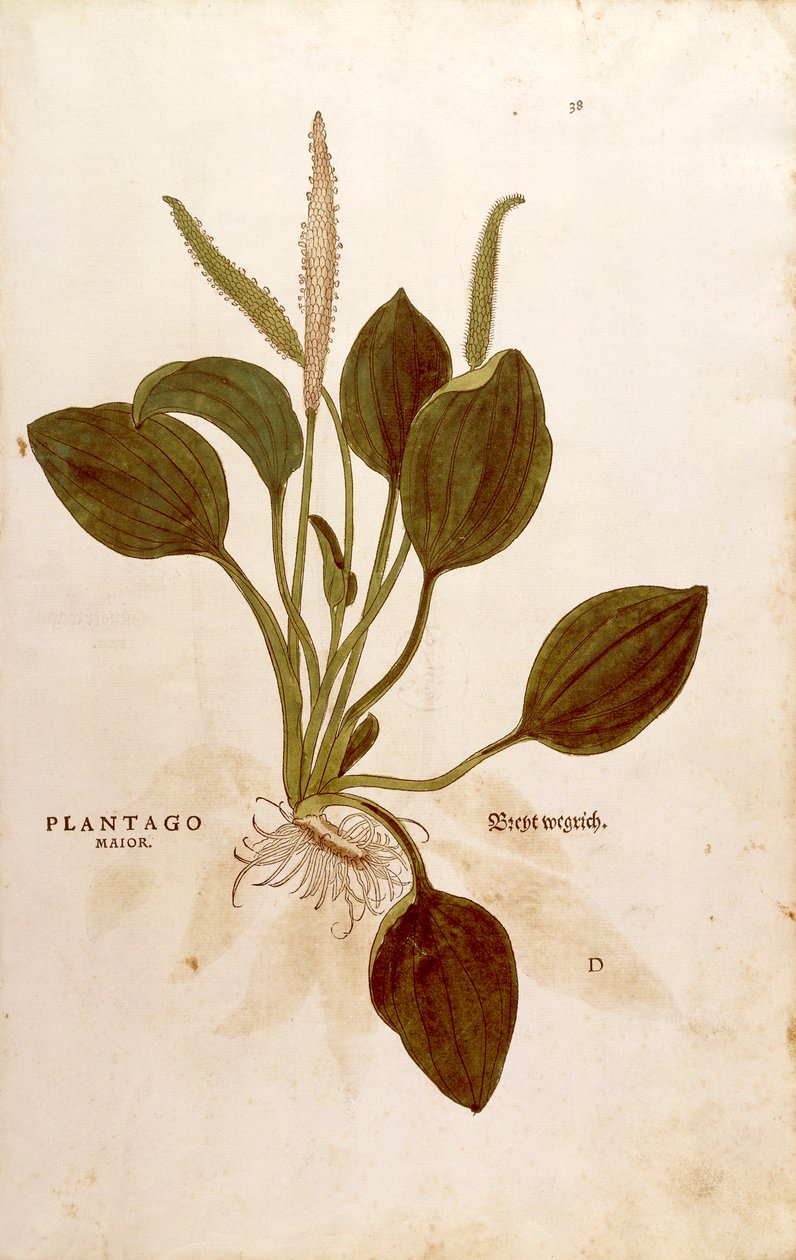 Banan (Plantago major) Leonharta Fuchsa z De historia stirpium commentarii insignes (Wybitne komentarze do historii roślin) kolorowy grawerunek autorstwa Leonhard Fuchs