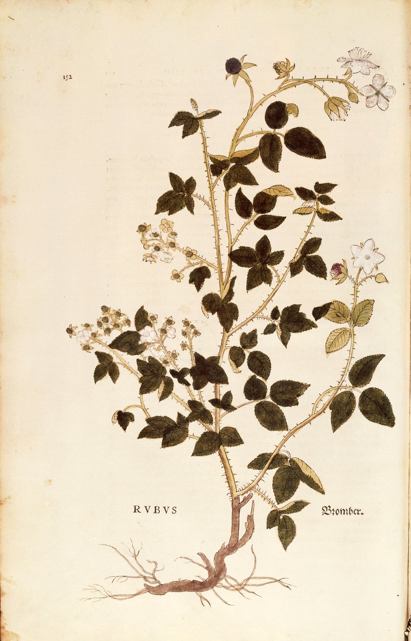 Tabliczka: Dewberry (Rubus) Leonharta Fuchsa z De historia stirpium commentarii insignes (Wybitne komentarze do historii roślin), grawerowana kolorowo autorstwa Leonhard Fuchs