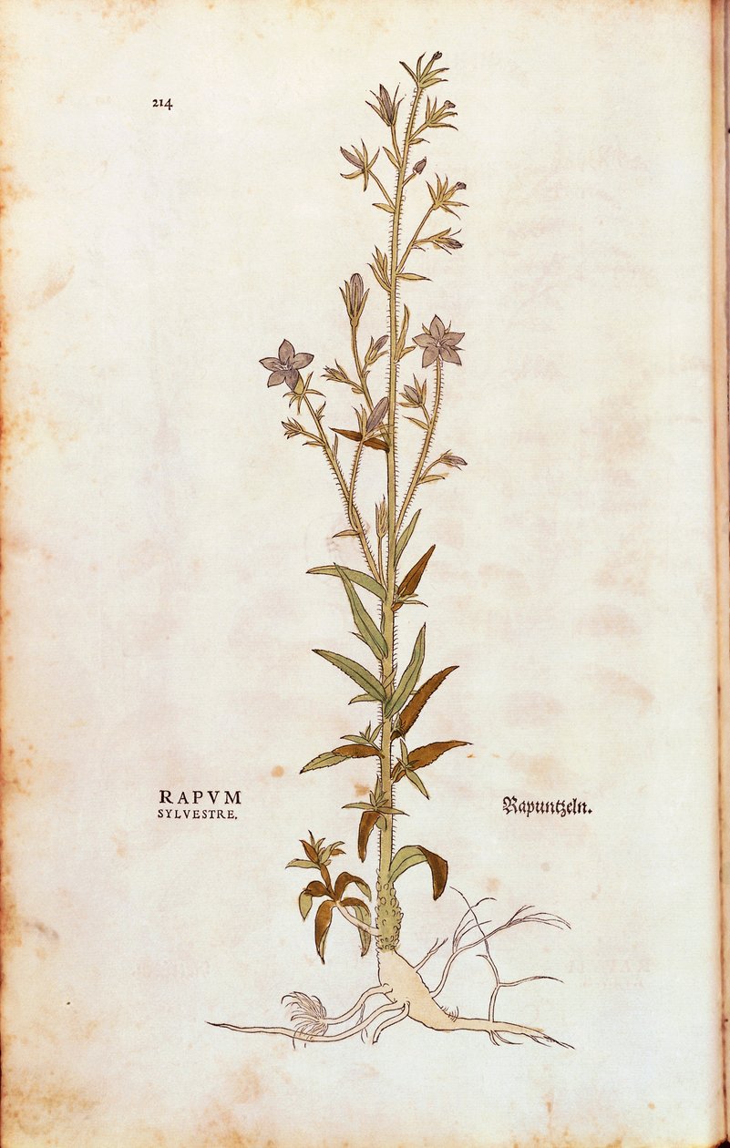 Campanula rapunculus (Rapum sylvestre) Leonharta Fuchsa z De historia stirpium commentarii insignes (Notable Commentaries on the History of Plants) rycina kolorowana autorstwa Leonhard Fuchs