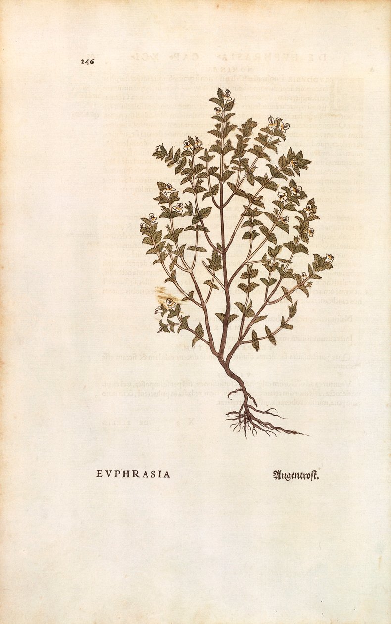 Świetlik czerwony (Euphrasia officinalis) Leonharta Fuchsa z De historia stirpium commentarii insignes (Notable Comments on the History of Plants) barwny grawerunek autorstwa Leonhard Fuchs