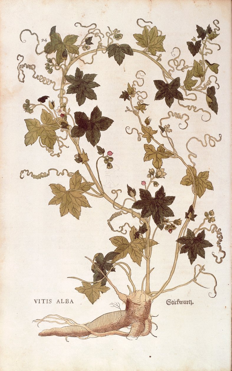 Bryony czerwone - Bryonia dioica (Vitis alba) Leonharta Fuchsa z De historia stirpium commentarii insignes (Wybitne komentarze do historii roślin), grawerowanie barwne autorstwa Leonhard Fuchs