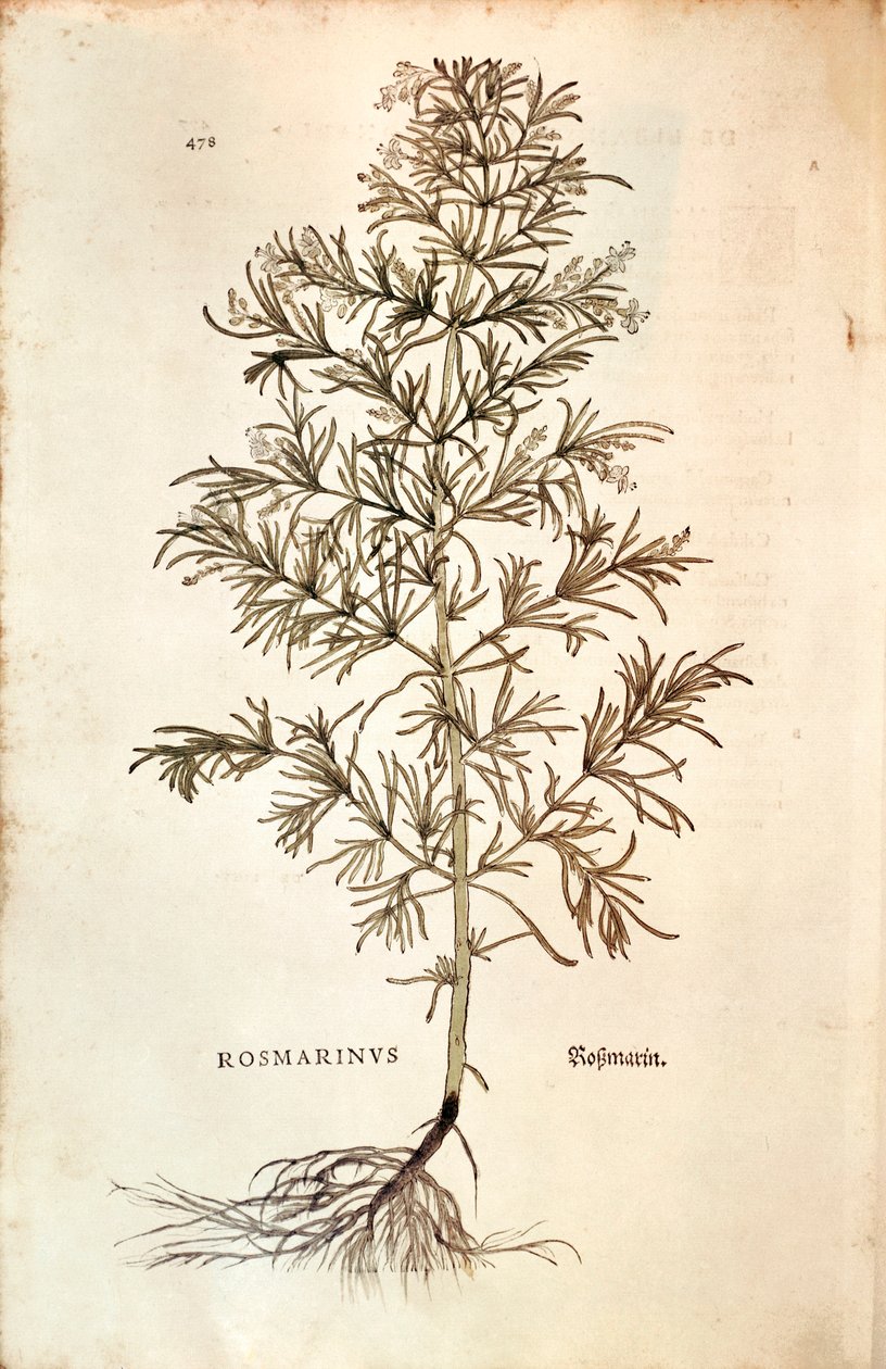 Rozmaryn, Rosmarinus Officinalis (Rosmarinus). kolorowe grawerowanie autorstwa Leonhard Fuchs