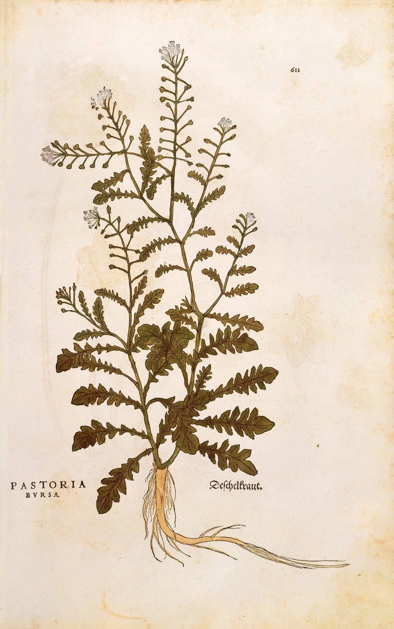 Torebka pasterska - Capsella bursa-pastoris (Pastoria bursa) autorstwa Leonharta Fuchsa z De historia stirpium commentarii insignes (Wybitne komentarze do historii roślin) kolorowy grawerunek autorstwa Leonhard Fuchs