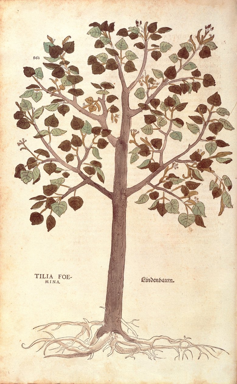 Wapno drobnolistne - Tilia cordata (Tilia foemina) Leonharta Fuchsa z De historia stirpium commentarii insignes (Wybitne komentarze do historii roślin) barwny grawerunek autorstwa Leonhard Fuchs