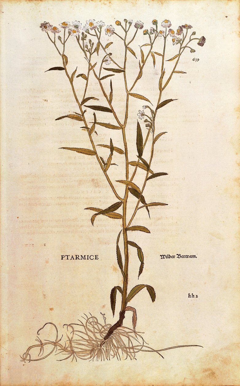 Sneezewort - Achillea ptarmica (Ptarmice) Leonharta Fuchsa z De historia stirpium commentarii insignes (Wybitne komentarze do historii roślin) kolorowy grawerunek autorstwa Leonhard Fuchs