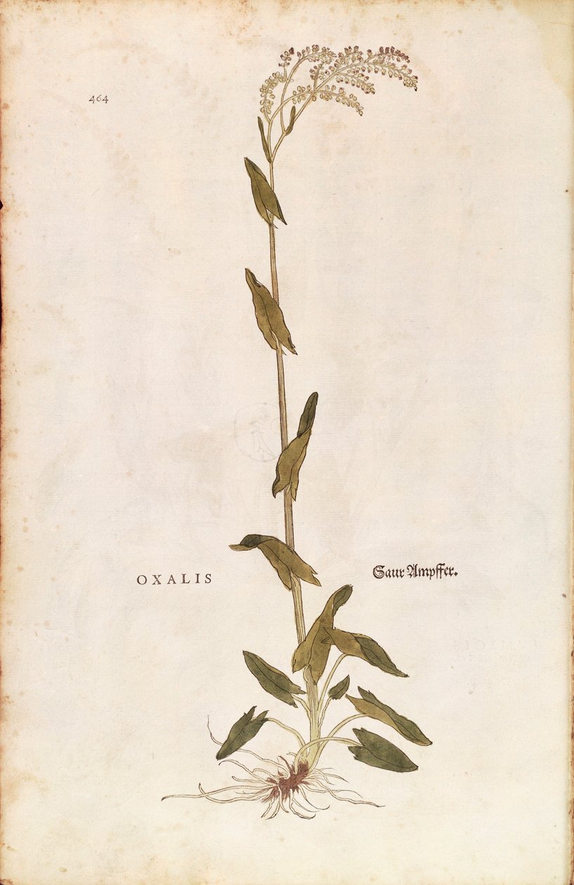 Dok szczawowy lub szpinakowy - Rumex acetosa (Oxalis) autorstwa Leonharta Fuchsa z De historia stirpium commentarii insignes (Notable Comments on the History of Plant) kolorowy grawerunek autorstwa Leonhard Fuchs