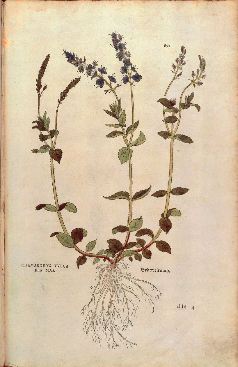 Speedwell - Veronica officinalis lub Compact blue speedwell - Veronica allionii (Chamaedrys vulgaris mas) autorstwa Leonharta Fuchsa z kolorowego graweru De historia stirpium commentarii insignes (Notable Comments on the History of Plant) autorstwa Leonhard Fuchs