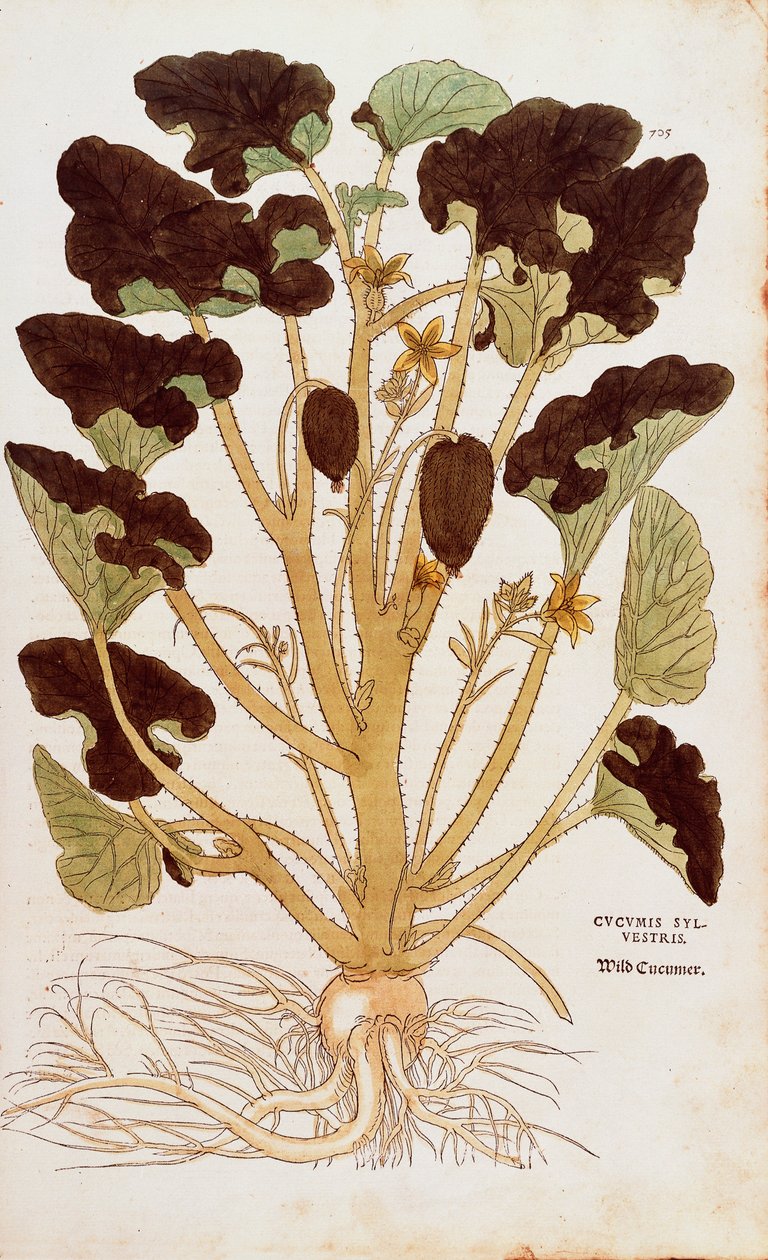 Tryskający ogórek - Ecballium elaterium (Cucumis sylvestris) Leonharta Fuchsa z kolorowego grawerunku De historia stirpium commentarii insignes (Wybitne komentarze do historii roślin) autorstwa Leonhard Fuchs