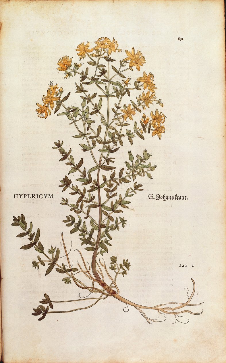 Ziele dziurawca (Hypericum perforatum) Leonharta Fuchsa z De historia stirpium commentarii insignes (Wybitne komentarze do historii roślin) grawerowanie barwne autorstwa Leonhard Fuchs