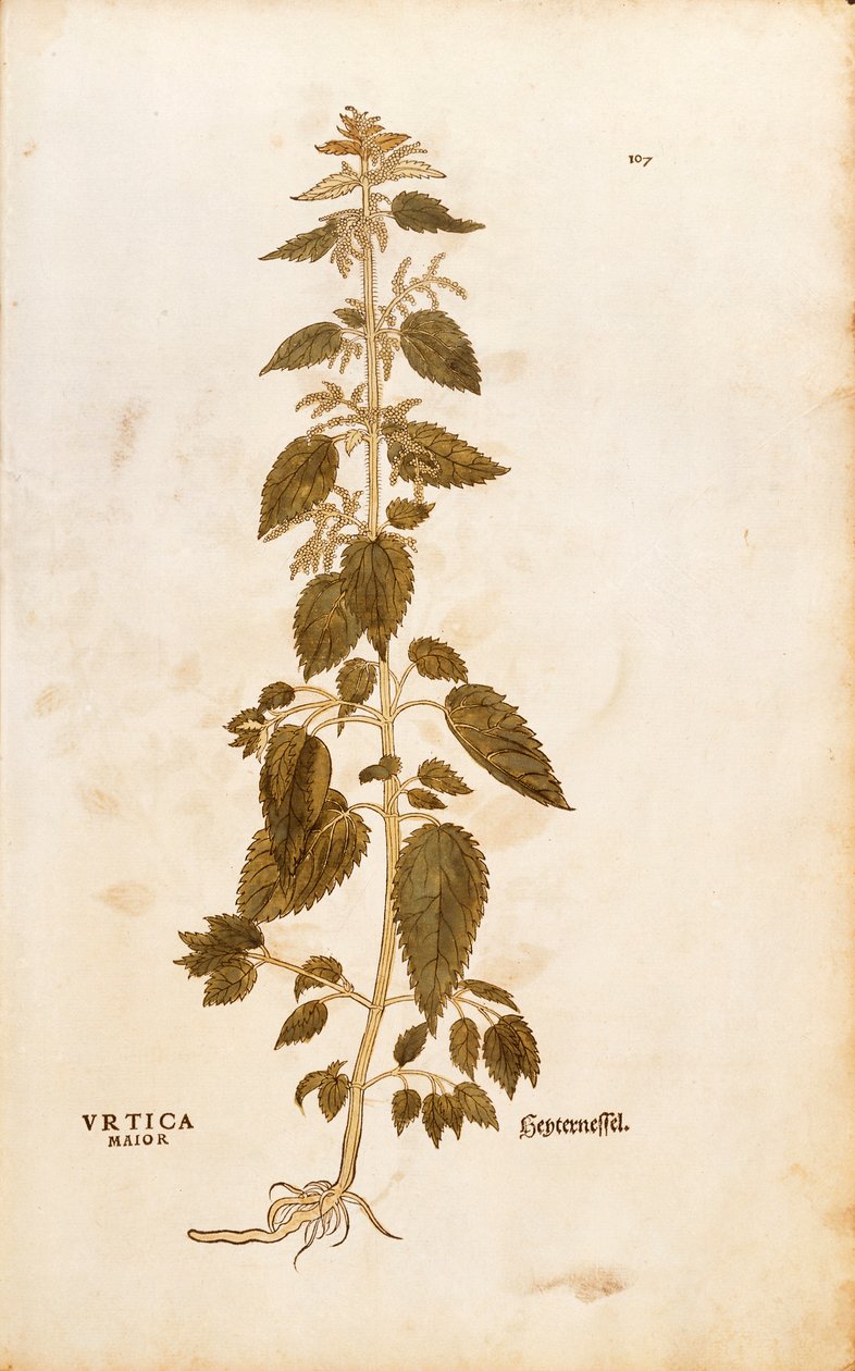 Pokrzywa zwyczajna - Urtica dioica (Urtica maior) autorstwa Leonharta Fuchsa z De historia stirpium commentarii insignes (Notable Commentaries on the History of Plants), rycina kolorowana autorstwa Leonhard Fuchs