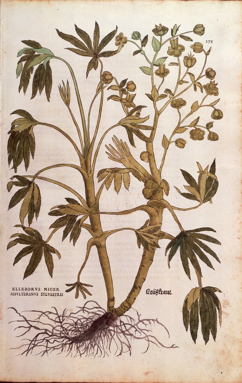 Ciemiernik cuchnący lub gnojowiec - Helleborus foetidus (Helleborus niger adulterinus sylvestris) autorstwa Leonharta Fuchsa z De historia stirpium commentarii insignes (Wybitne komentarze do historii roślin), grawerowanie barwne autorstwa Leonhard Fuchs