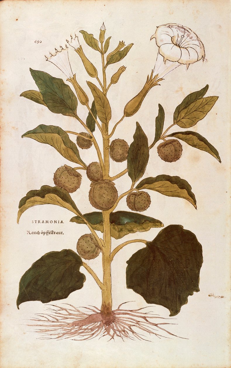 Cierniowate jabłko lub jimson chwast - Datura stramonium (Stramonia) Leonharta Fuchsa z De historia stirpium commentarii insignes (Notable Comments on the History of Plants), kolorowy grawer autorstwa Leonhard Fuchs