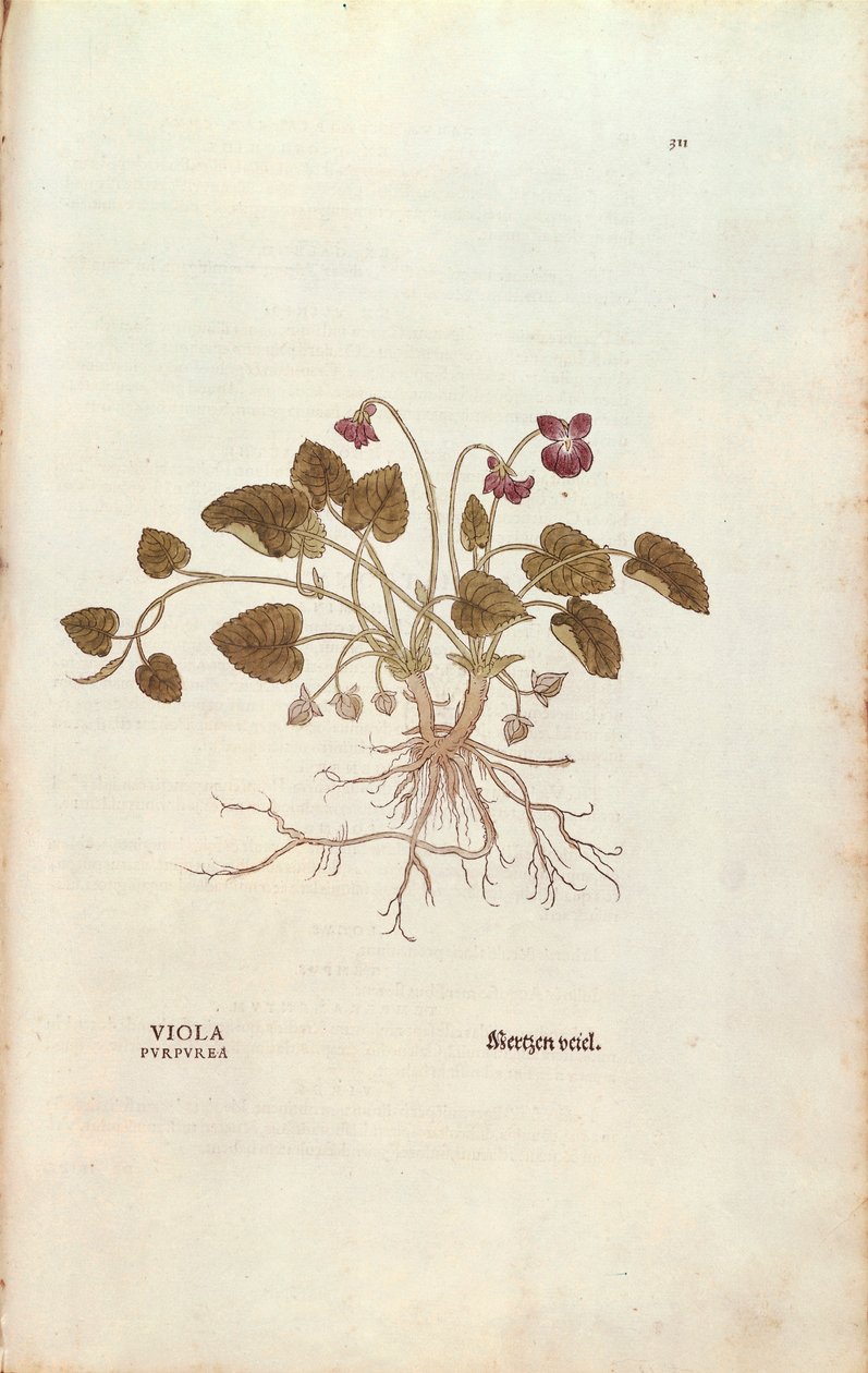 Fiolet (Viola odorata) Leonharta Fuchsa z De historia stirpium commentarii insignes (Wybitne komentarze do historii roślin), grawerowana kolorowo autorstwa Leonhard Fuchs