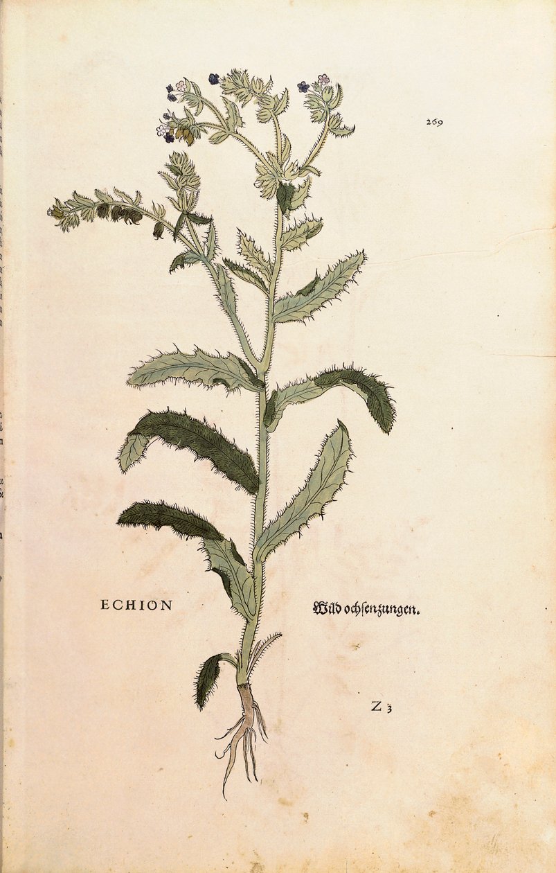 Bugloss Viper lub Blueweed - Echium vulgare (Echion) autorstwa Leonharta Fuchsa z De historia stirpium commentarii insignes (Notable Comments on the History of Plant) grawerowanie kolorowe autorstwa Leonhard Fuchs