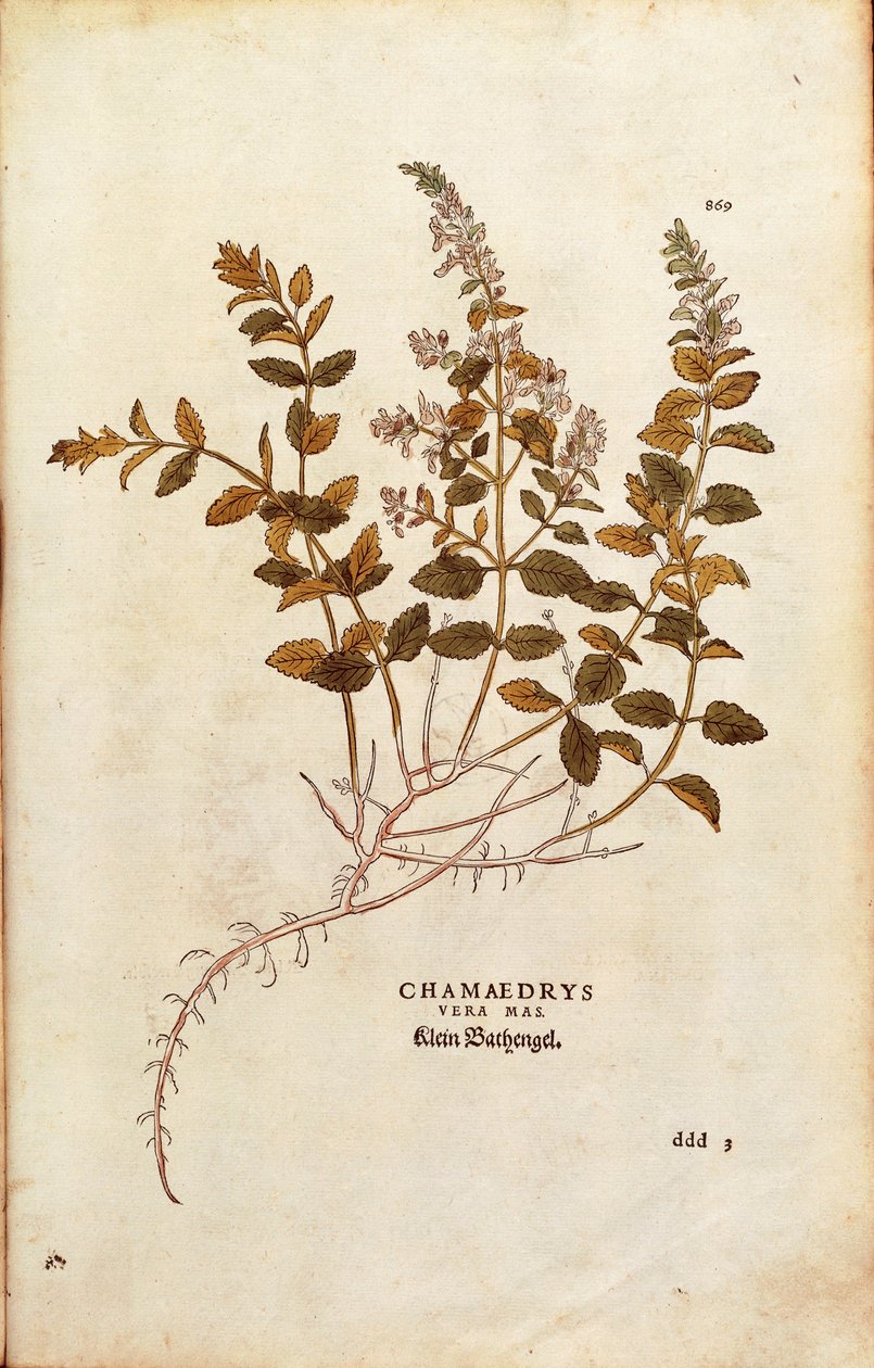Wall Germander - Teucrium chamaedrys (Chamaedrys vera mas) autorstwa Leonharta Fuchsa z De historia stirpium commentarii insignes (Wybitne komentarze do historii roślin) autorstwa Leonhard Fuchs