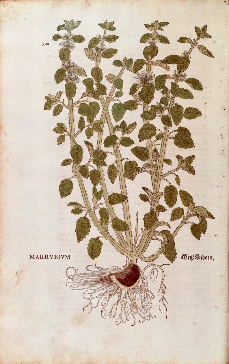 Szanty zwyczajnej (Marrubium vulgare) Leonharta Fuchsa z De historia stirpium commentarii insignes (Wybitne komentarze do historii roślin) barwny grawerunek autorstwa Leonhard Fuchs