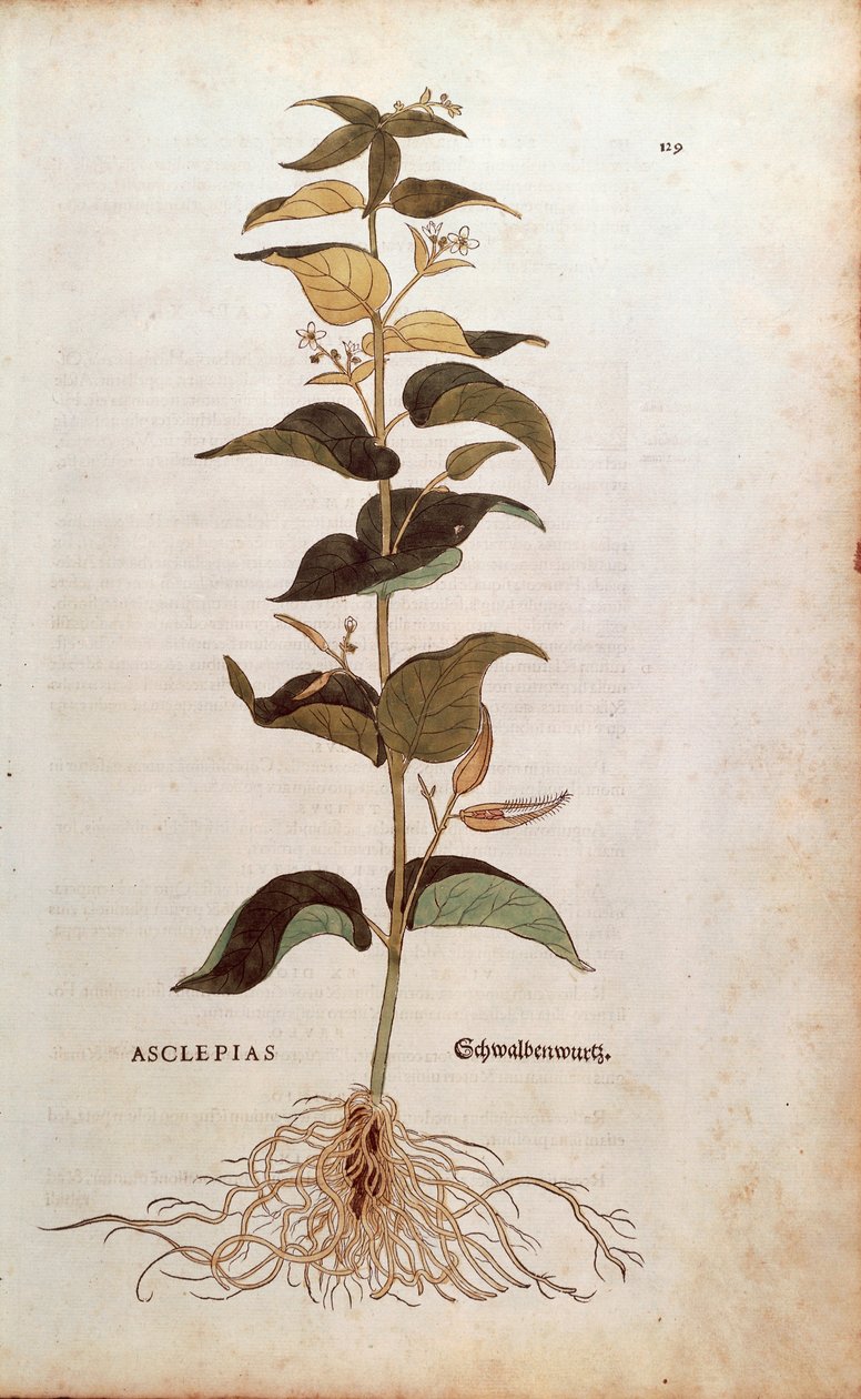 Jaskółka biała - Cynanchum vincetoxicum (Asclepias) autorstwa Leonharta Fuchsa z De historia stirpium commentarii insignes (Wybitne komentarze do historii roślin) autorstwa Leonhard Fuchs