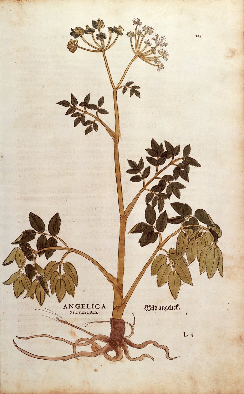 Dzięgiel dziki (Angelica sylvestris) Leonharta Fuchsa z De historia stirpium commentarii insignes (Wybitne komentarze do historii roślin) kolorowy grawerunek autorstwa Leonhard Fuchs