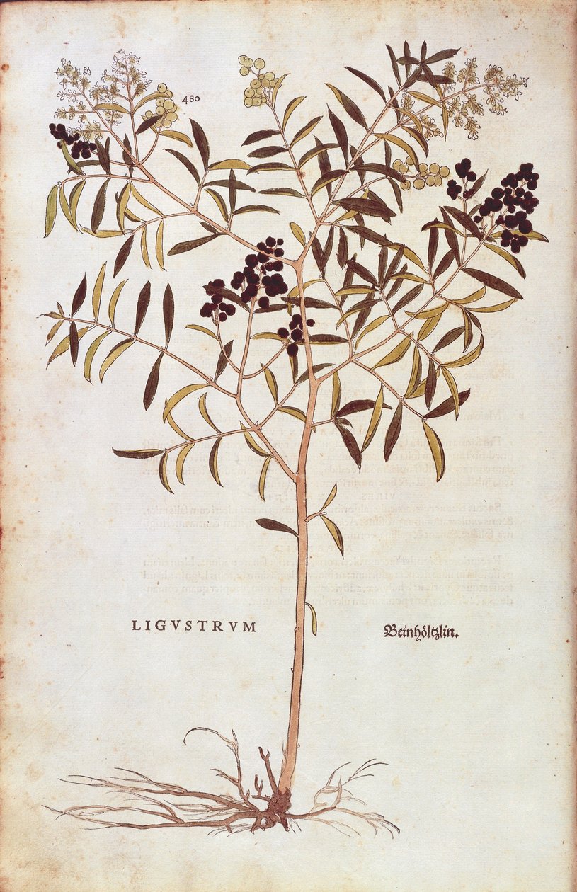 Ligustrum pospolity (Ligustrum vulgare) Leonharta Fuchsa z De historia stirpium commentarii insignes (Wybitne komentarze do historii roślin) barwny grawerunek autorstwa Leonhard Fuchs