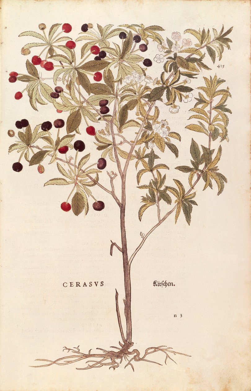 Czereśnia ptasia - Prunus avium (Cerasus) autorstwa Leonharta Fuchsa z De historia stirpium commentarii insignes (Notable Comments on the History of Plants) barwny grawerunek autorstwa Leonhard Fuchs