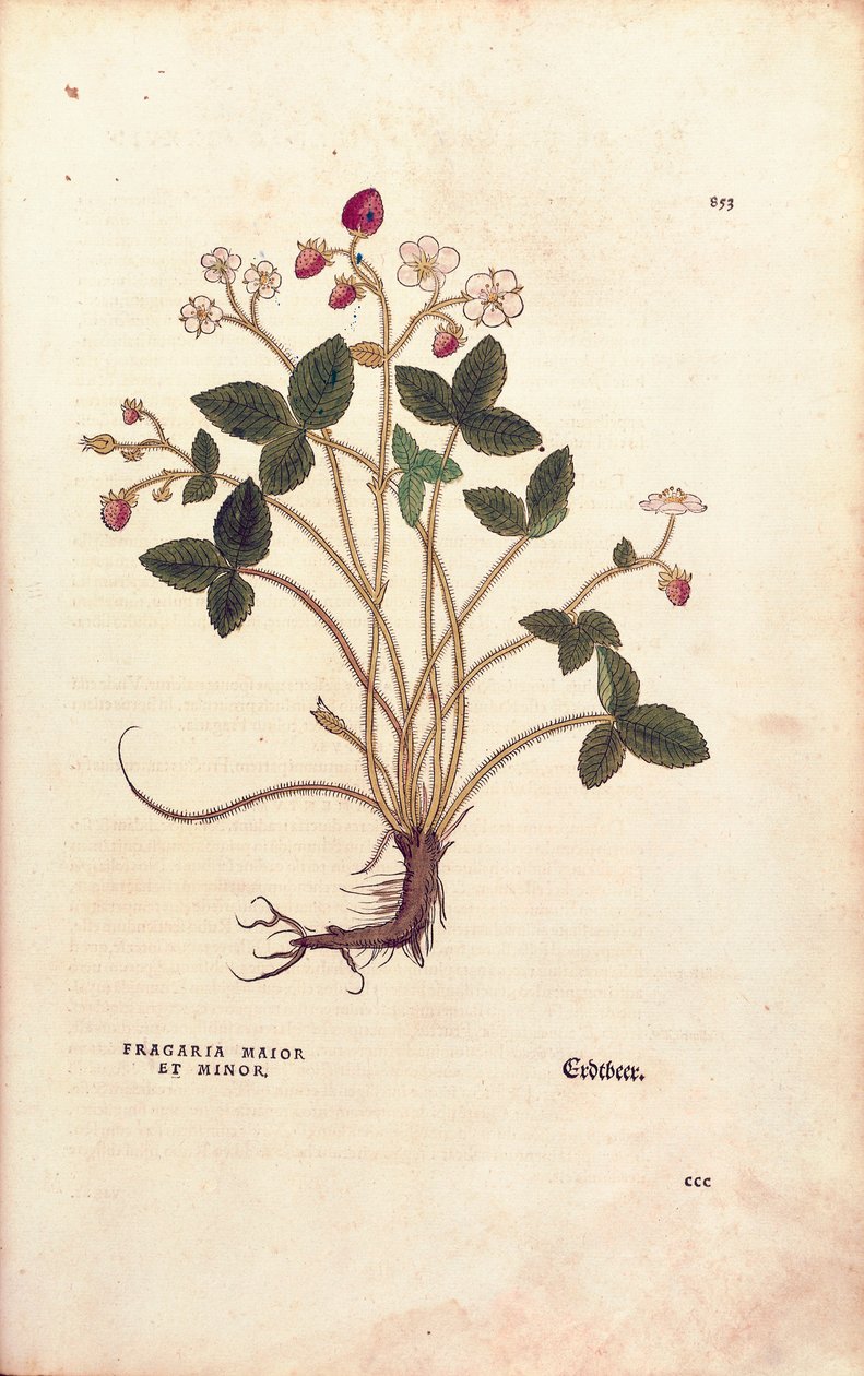 Truskawka leśna - Fragaria vesca (Fragaria maior et minor) Leonharta Fuchsa z De historia stirpium commentarii insignes (Wybitne komentarze do historii roślin), grawerowana kolorowa autorstwa Leonhard Fuchs