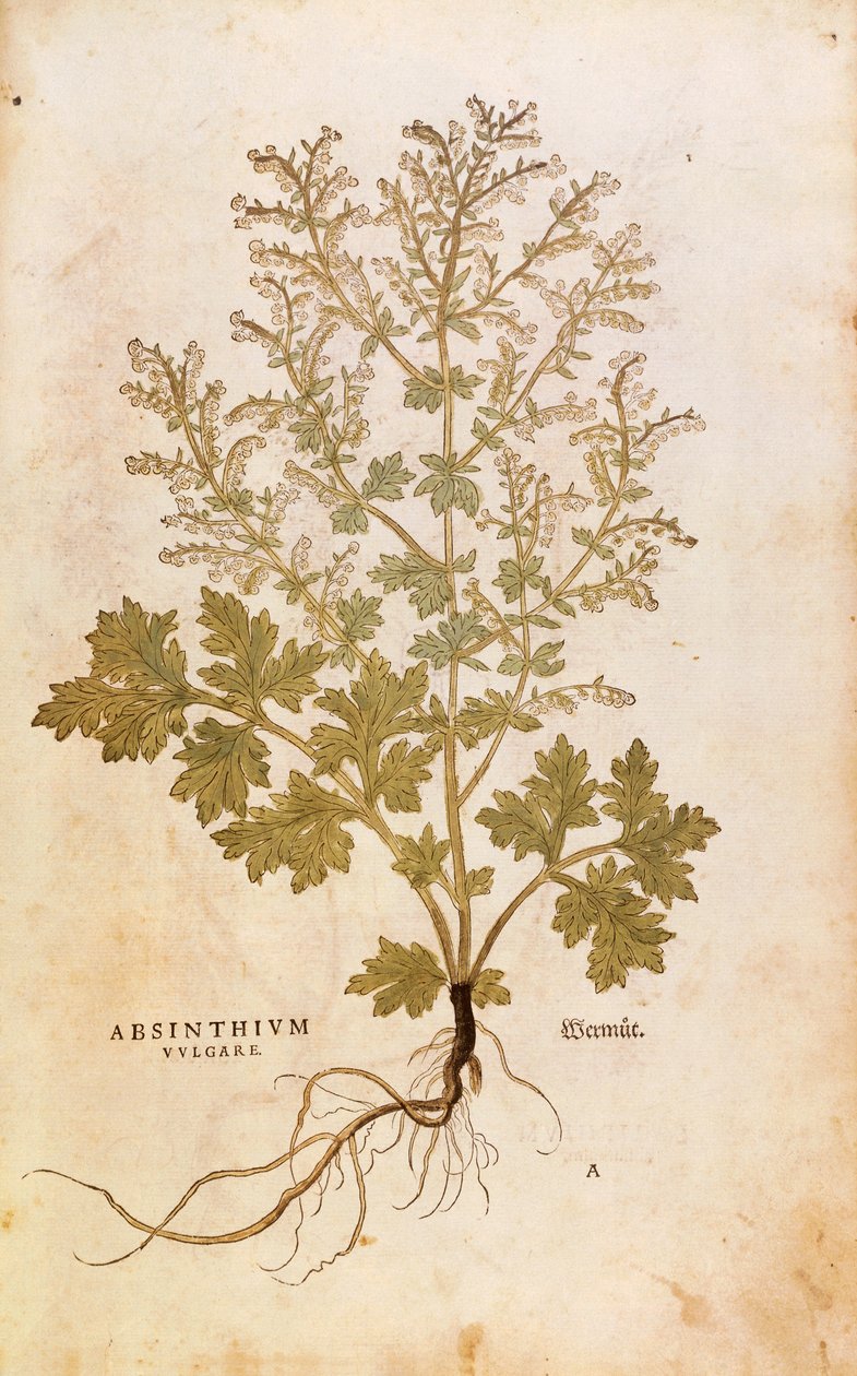 Piołun - Artemisia absinthium (Absinthium vulgare) autorstwa Leonharta Fuchsa z De historia stirpium commentarii insignes (Notable Commentaries on the History of Plants), rycina kolorowana autorstwa Leonhard Fuchs